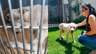 WUF: Conoce la historia de Domitila, Zeus y Paula, tres perros abandonados que encontraron una nueva oportunidad 