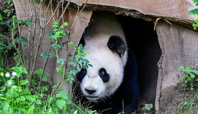 Giant female Panda Wu Wen discovers her new enclosure during an official unveiling ceremony at Ouwehands Zoo on May 30, 2017 in Rhenen. Wu Wen and male panda Xing Ya have been in quarantine for six weeks after their arrival from China and were for the first time introduced to their new living environment and invited guests. / AFP / EMMANUEL DUNAND