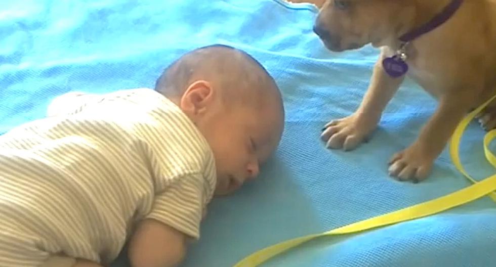 Este bebé acaba de encontrar a su amigo más leal. (Foto: Captura de YouTube)