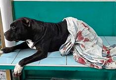 Perú: un perro pitbull frustró asalto, pero ladrones le dispararon
