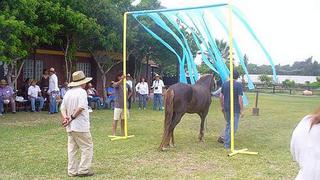 ¿Puede un caballo descubrir a un líder?