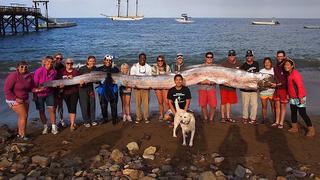 Un pescado de cinco metros y medio causó sorpresa en California
