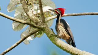 Manu: Paraíso de biodiversidad