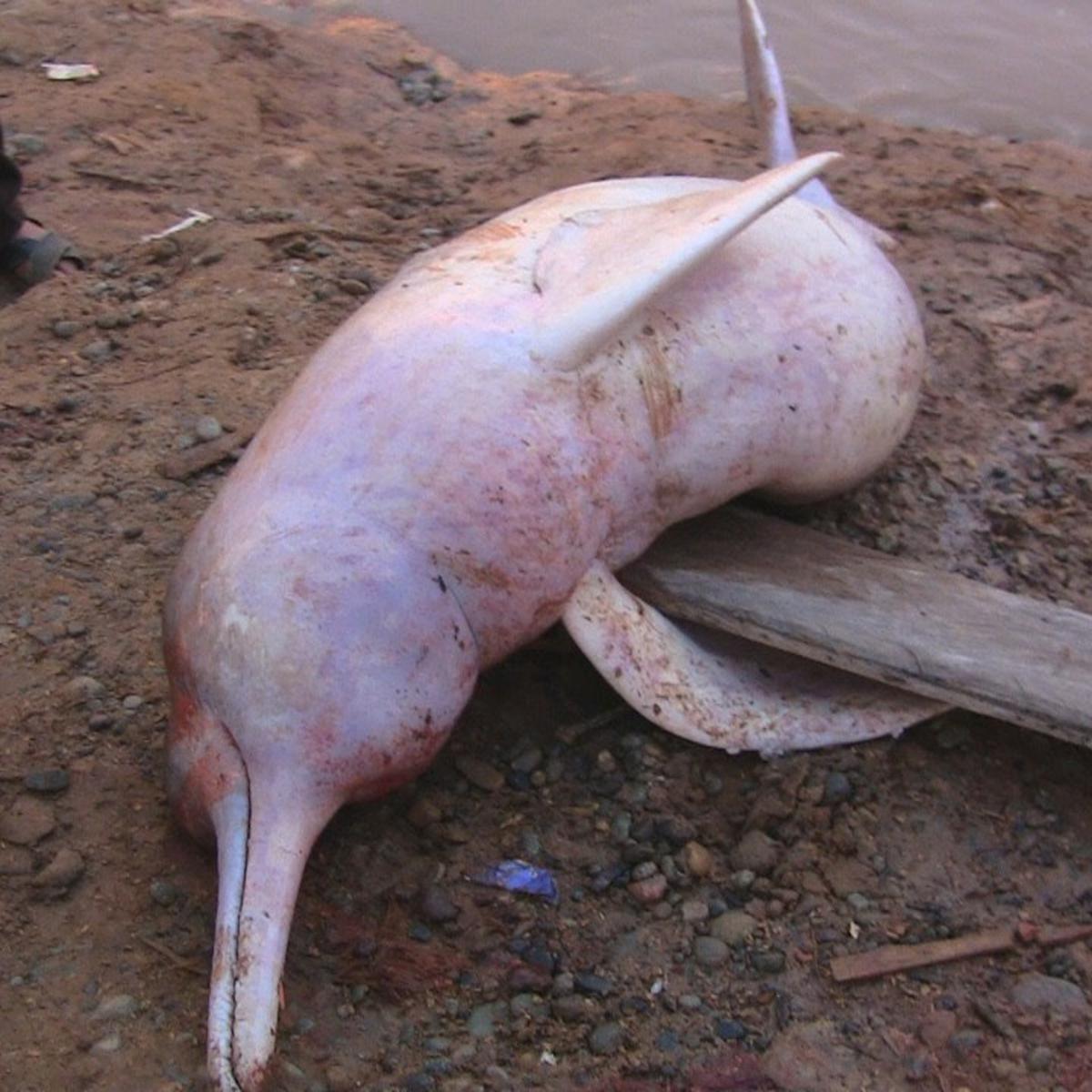 Investigan Muerte De Delfines Rosados Especie Amenazada En Loreto Peru El Comercio Peru