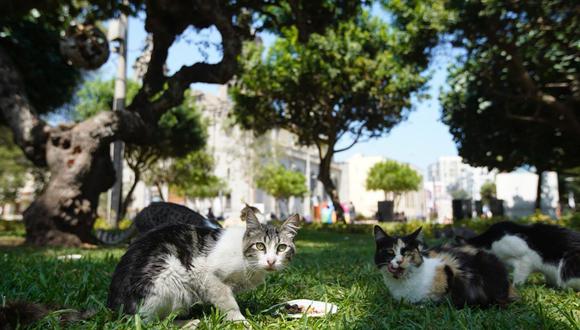 Miraflores implementará medidas para la comunidad de gatos del parque Kennedy. (Foto: Municipalidad de Miraflores)