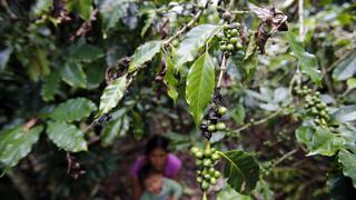 El 60 % de las variedades de café silvestre está en peligro de extinción por el cambio climático