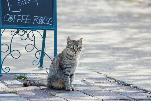 Un gato sin hogar se ha convertido en toda una celebridad de las redes sociales tras guiar a una mujer hasta su comida favorita y señalarla con la pata. (Foto: Referencial/Pixabay)