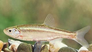 El extraño caso de un pez macho que roba embriones para 'clonarse'