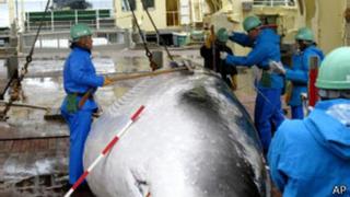 La Haya ordena alto a la caza de ballenas por Japón
