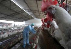 Alerta de gripe aviar en Perú: Senasa reporta primer brote en aves domésticas en Lambayeque