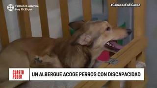 Perritos con discapacidad requieren ayuda para tener una mejor calidad de vida