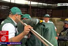 Tacna: capturan a puma que quedó atrapado en almacén de aceitunas | VIDEO