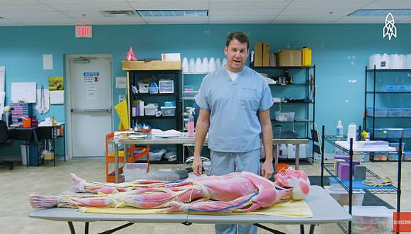 La serie de YouTube Great Big Story visitó el laboratorio de SynDaver Labs para conocer cómo se fabrican los cadáveres realistas. (Foto: YouTube)