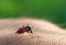 Buscan reducir contagio de malaria bloqueando actividad hormonal de mosquito