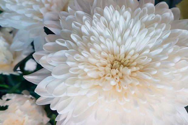 Details 300 flores de muerto blancas