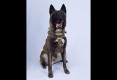 EE.UU.: El perro “héroe” que participó en la operación contra Abu Bakr al Baghdadi