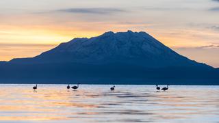 Laguna de Salinas, una ruta que te hará volver a Arequipa: todo sobre un viaje lleno de diversidad