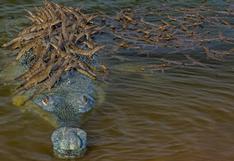India: la esperanzadora foto de un cocodrilo en peligro de extinción con decenas de crías encima 