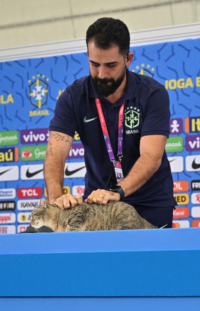 Brasil y la maldición del gato: maltrato, adopción y eliminación de Mundial Qatar 2022. (Foto: AFP)