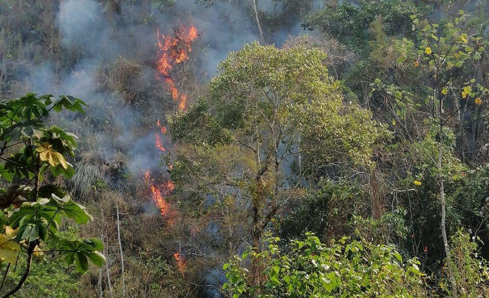 Este incendio forestal causó la muerte también de varios animales silvestres de la zona. (Foto: Jorge Quispe)