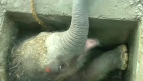 Pequeño elefante con la pierna rota fue rescatado en un desagüe