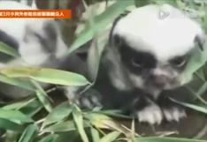 China: Nacen tres perros con look 'panda'