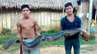 Loreto: anguila de más de 2 metros sorprendió a moradores
