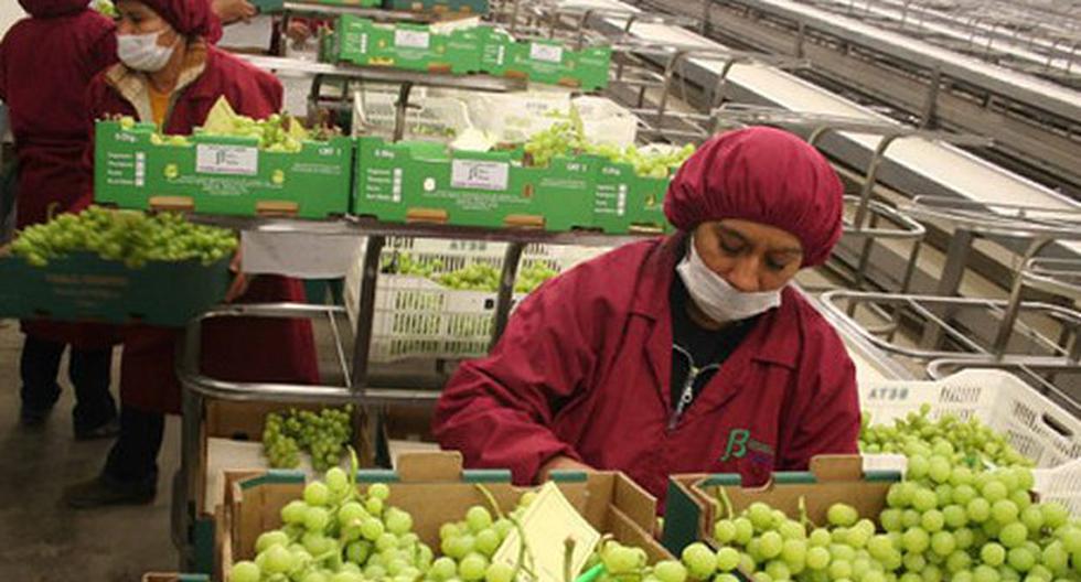 Perú se consolida como el segundo exportador de uvas en USA. (Foto: Andina)