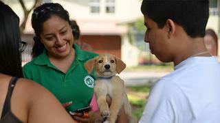 Se salvó de huaico y fue adoptada en Surco