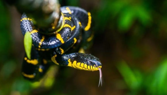 El veneno de las serpientes de mangle puede causar hinchazón dolorosa y decoloración de la piel. (Foto: Thai National Parks)