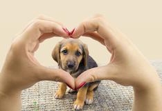 Tierna campaña busca concientizar sobre la adopción de animales
