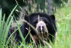 Colombia: Justicia otorga hábeas corpus a un oso para salvarlo del cautiverio