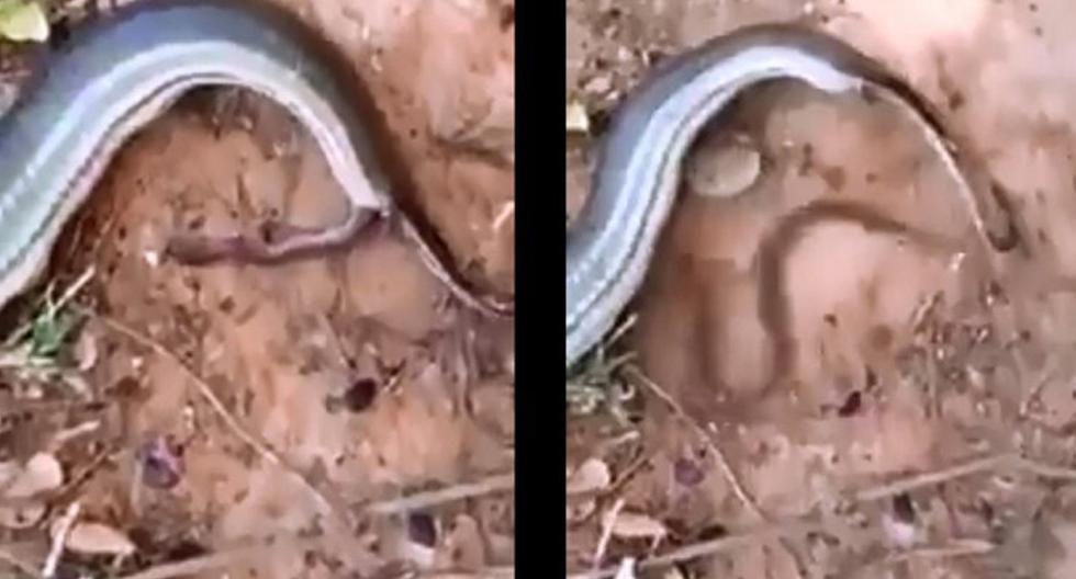 Impactante video muestra cómo da a luz una serpiente. (Foto: Captura de YouTube)
