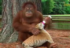 YouTube: Orangután macho "adopta" a tres cachorros de tigre