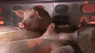 La vigilia que da a los cerdos momentos de amor y agua antes del matadero