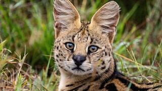 Un gato serval sorprende a todos en redes sociales al realizar un salto de casi 4 metros de alto