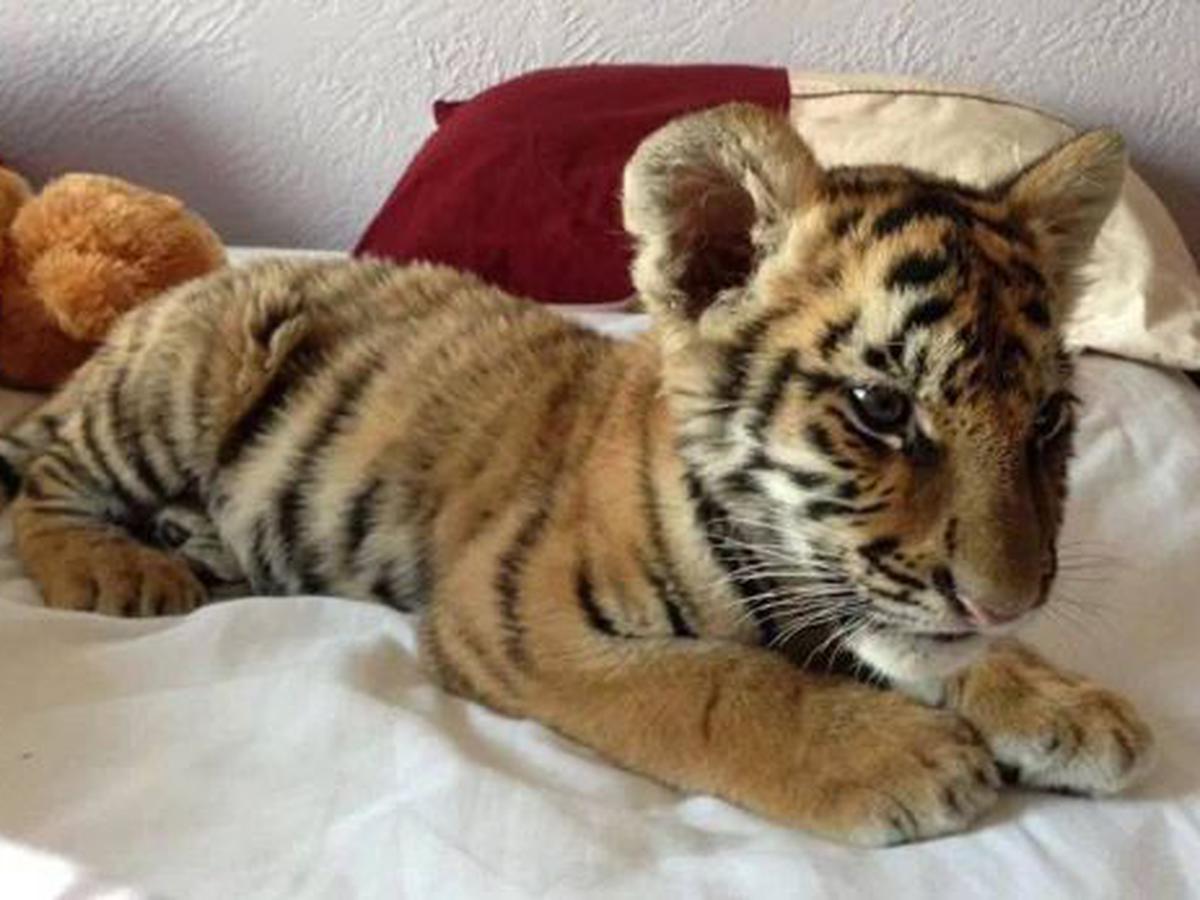 En Facebook tienda de mascotas vende panteras, tigres y leones |  REDES-SOCIALES | EL COMERCIO PERÚ
