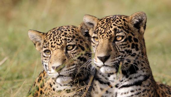 Celestún Petén y Nicté Ha, las dos jaguares que fueron reintroducidas a su hábitat en 2021. Foto: Andrea Reyes/Jaguares en la Selva.