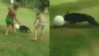 Facebook: perro y su increíble destreza con el balón causa furor en redes sociales [VIDEO]