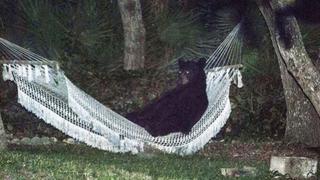 Un oso se echó a descansar en la hamaca de una casa en Florida