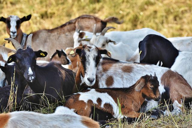 Un hombre grabó un video de una manada de cabras en su vecindario sin imaginar que se convertiría en un éxito viral y lo ayudaría a llevar a cabo una obra de caridad. (Fotos: Pixabay/Referencial)