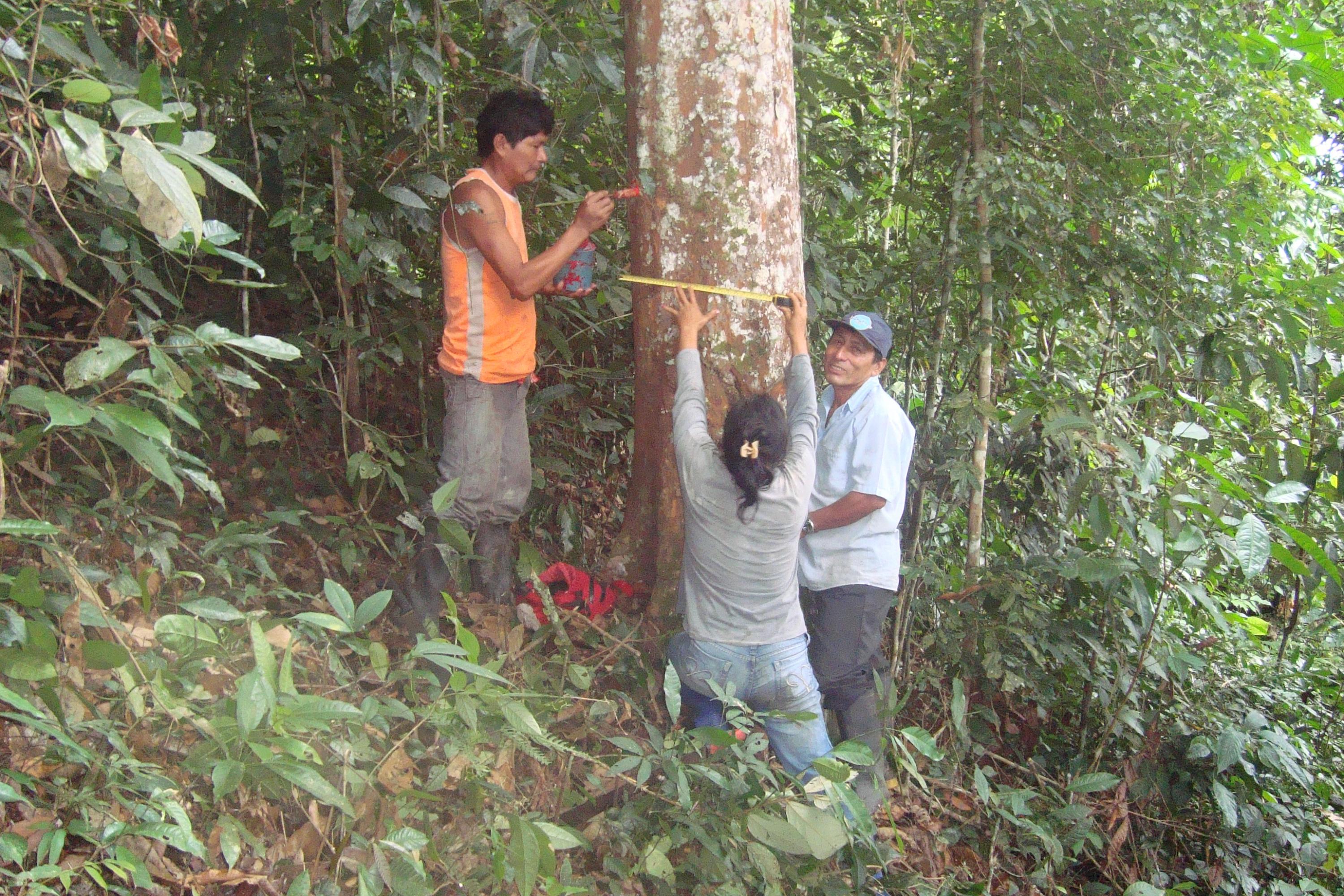 El caucho renace en la selva y desplaza a la coca - 1