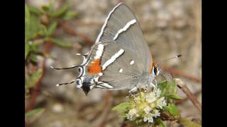 Dos mariposas únicas de la Florida en peligro de extinción