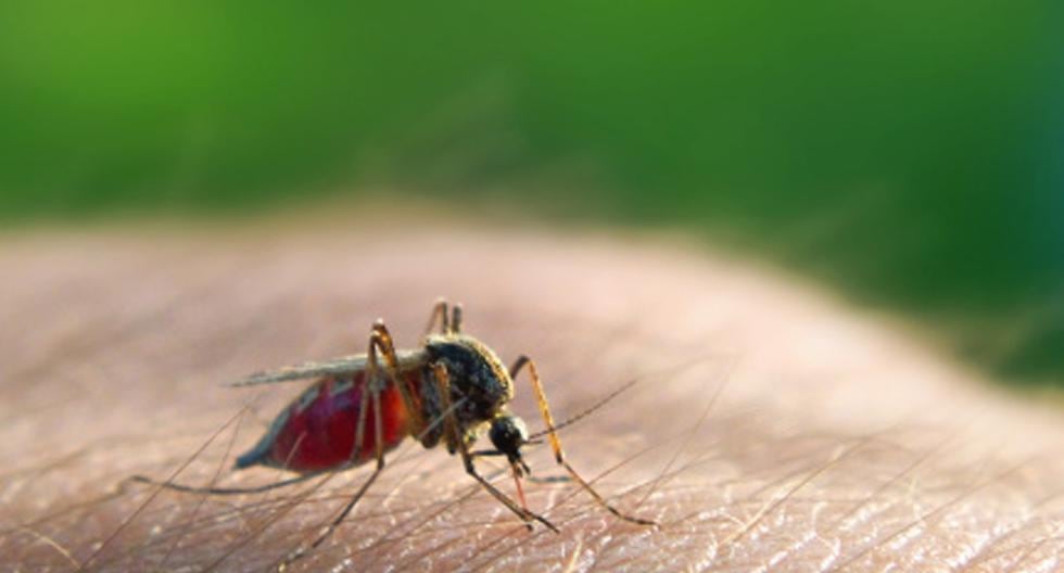 El bloqueo de la actividad hormonal de los mosquitos puede reducir la habilidad de estos insectos de transmitir el parásito que causa la malaria. (Foto: Getty Images)