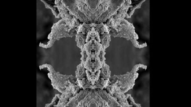 Las más impresionantes imágenes del mundo microscópico - 6