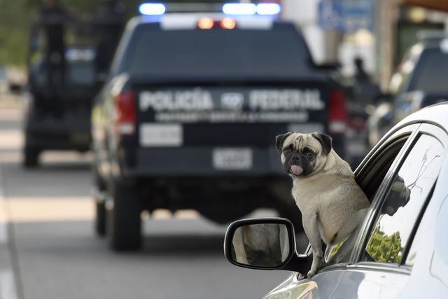 Los perros pueden tener actitudes poco entendibles para sus amos como ladrar o gruñir sin motivo alguno. Se sabe que estos comportamientos son parte de la comunicación de un can y que de acuerdo con las circunstancias, tienen un significado diferente (Foto: AFP)