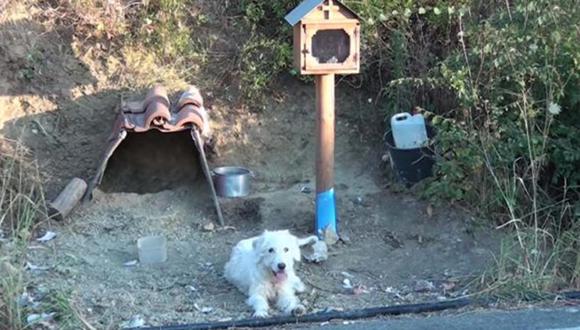 Viral En Youtube La Triste Historia De Hachiko De Nafpaktia El Perro Que Espero Dos Anos A Su Dueno Fallecido Yt Yutub Virales Video Grecia