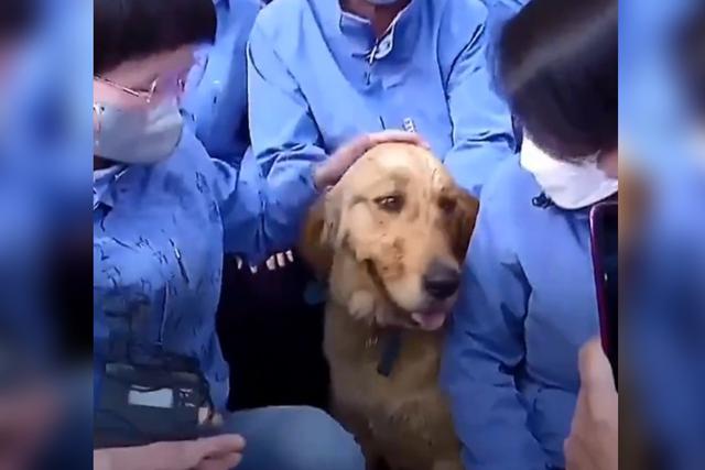 Doctores de la provincia de Shandong alimentaron y jugaron con el perro durante el tiempo que duró la cuarentena, estableciendo una gran relación con él. (Foto: Captura)