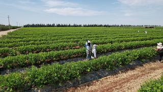 Cinco proyectos peruanos quedan entre finalistas en concurso de sostenibilidad