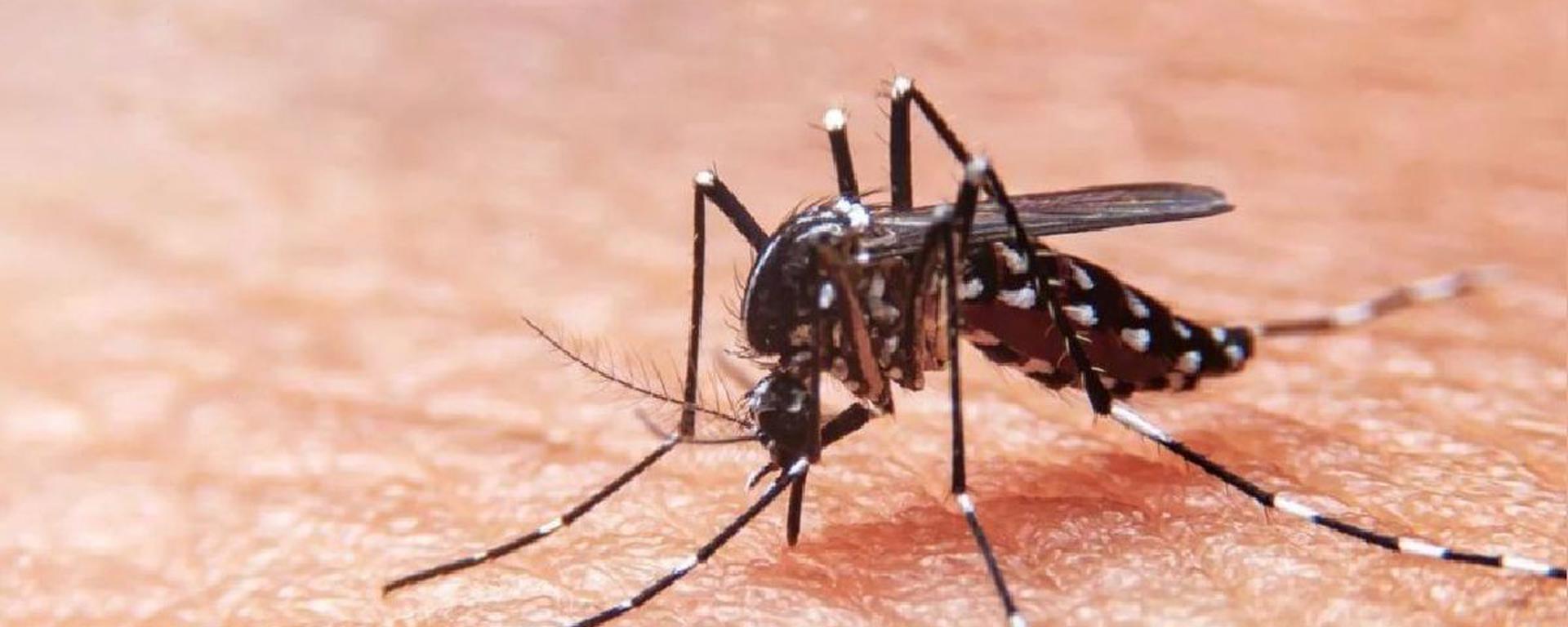 Pico histórico de casos de dengue en Lima: Miraflores, Surco y San Borja casi triplicaron contagios